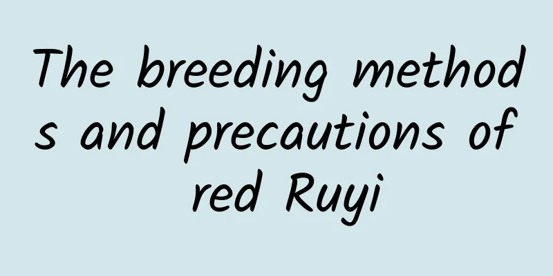 The breeding methods and precautions of red Ruyi