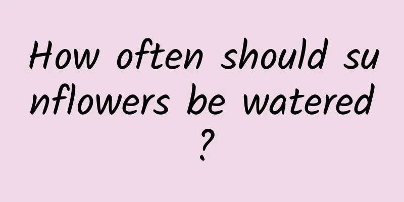 How often should sunflowers be watered?