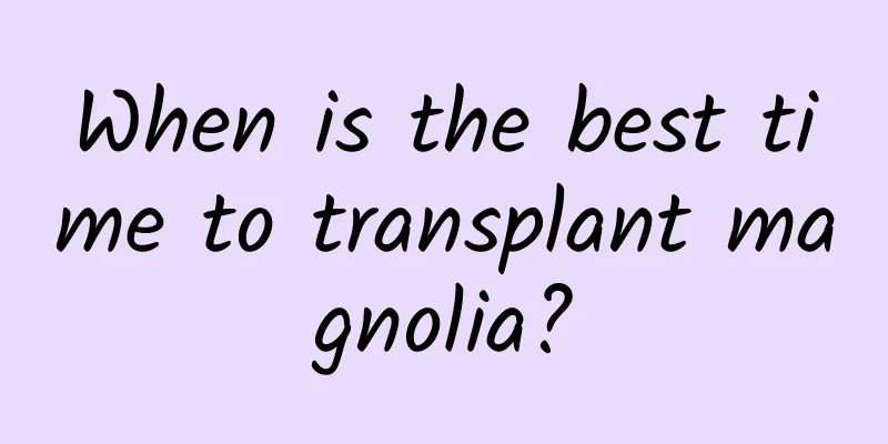 When is the best time to transplant magnolia?