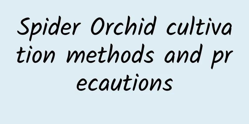 Spider Orchid cultivation methods and precautions