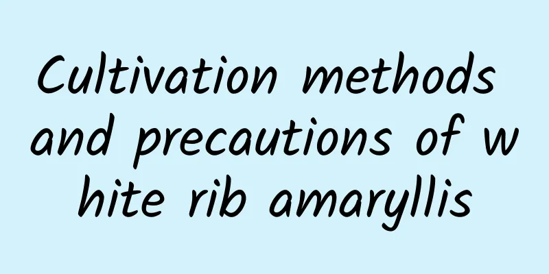 Cultivation methods and precautions of white rib amaryllis