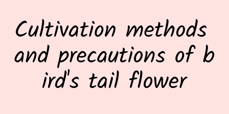 Cultivation methods and precautions of bird's tail flower