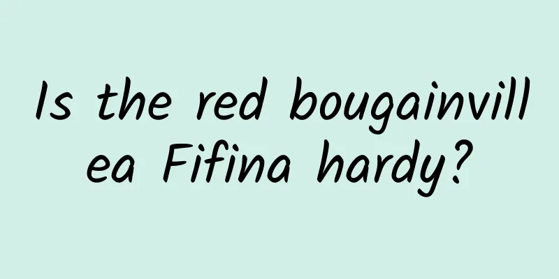 Is the red bougainvillea Fifina hardy?