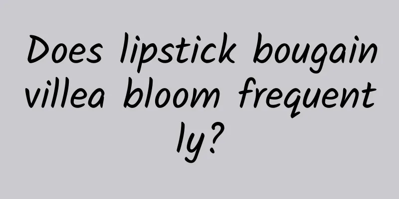 Does lipstick bougainvillea bloom frequently?