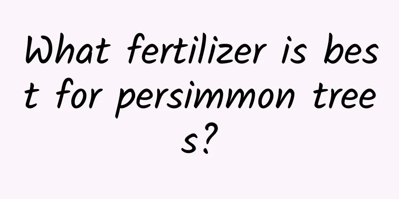 What fertilizer is best for persimmon trees?