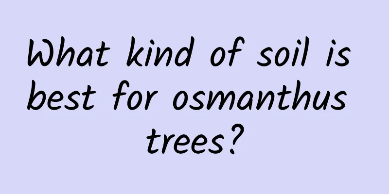What kind of soil is best for osmanthus trees?