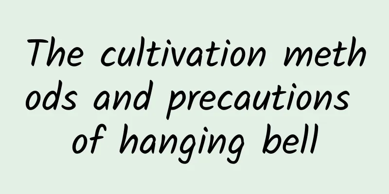 The cultivation methods and precautions of hanging bell
