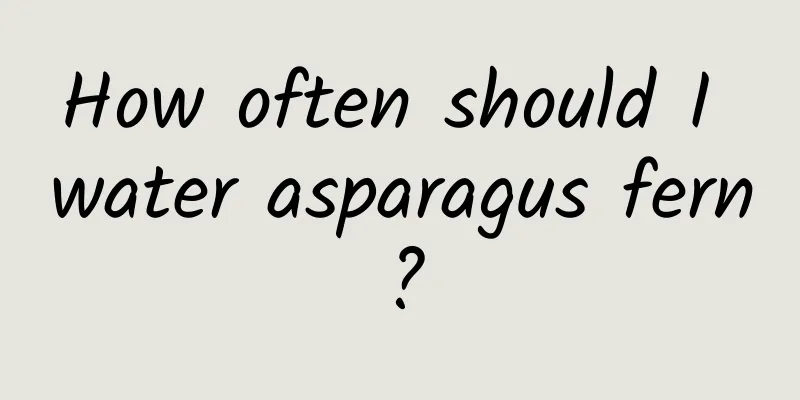 How often should I water asparagus fern?