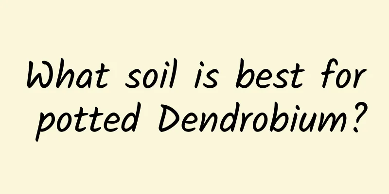 What soil is best for potted Dendrobium?