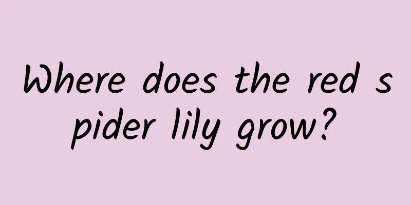 Where does the red spider lily grow?