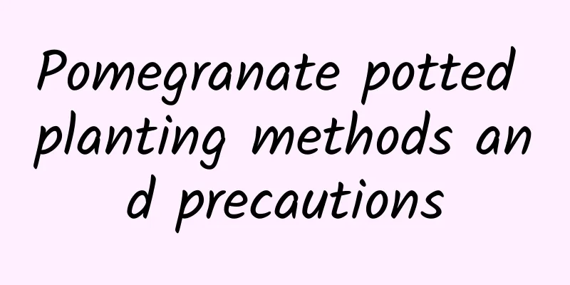 Pomegranate potted planting methods and precautions
