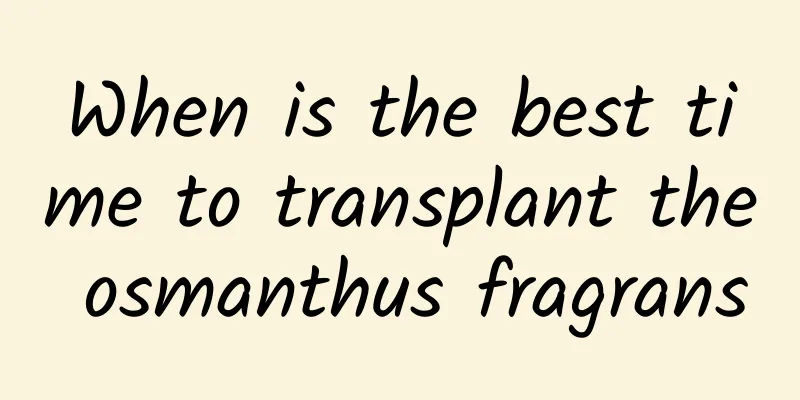 When is the best time to transplant the osmanthus fragrans