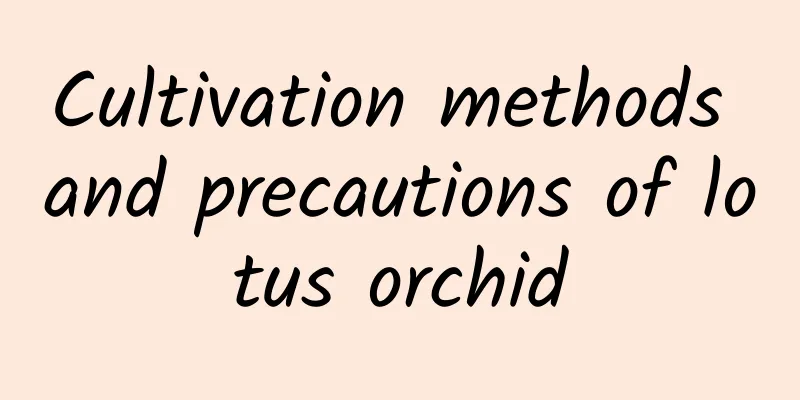 Cultivation methods and precautions of lotus orchid