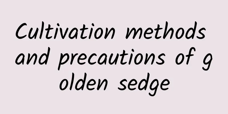 Cultivation methods and precautions of golden sedge