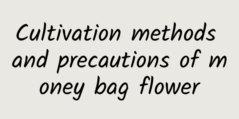 Cultivation methods and precautions of money bag flower