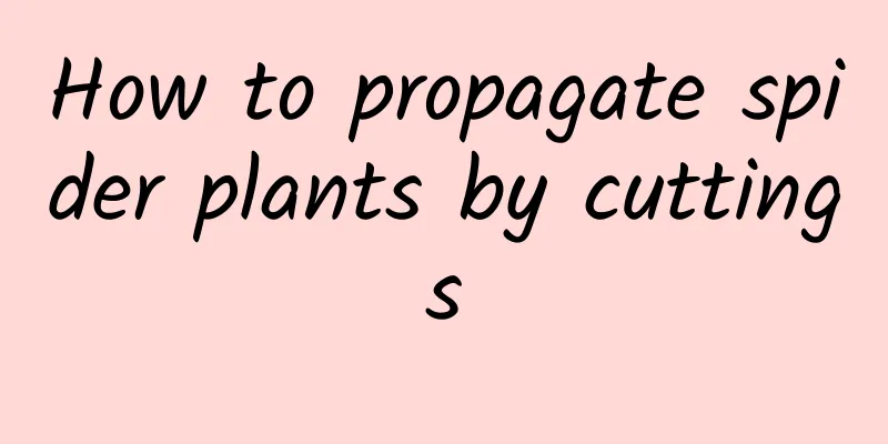 How to propagate spider plants by cuttings