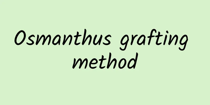 Osmanthus grafting method