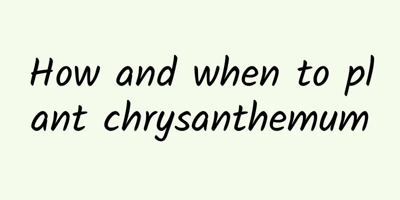 How and when to plant chrysanthemum