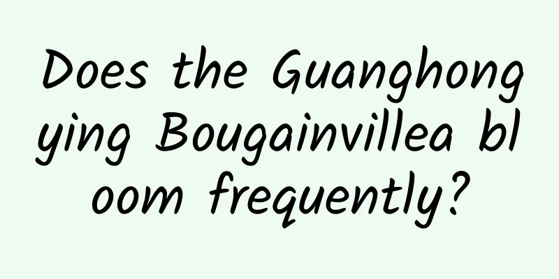 Does the Guanghongying Bougainvillea bloom frequently?