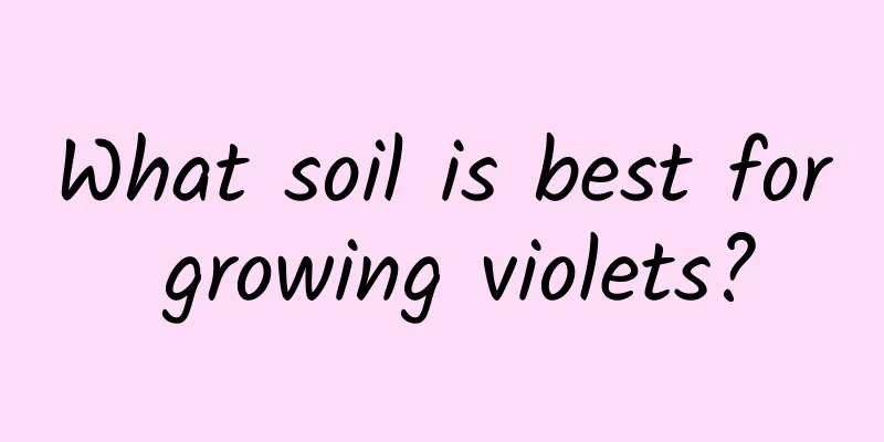 What soil is best for growing violets?