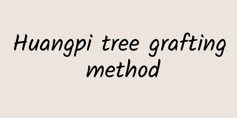 Huangpi tree grafting method