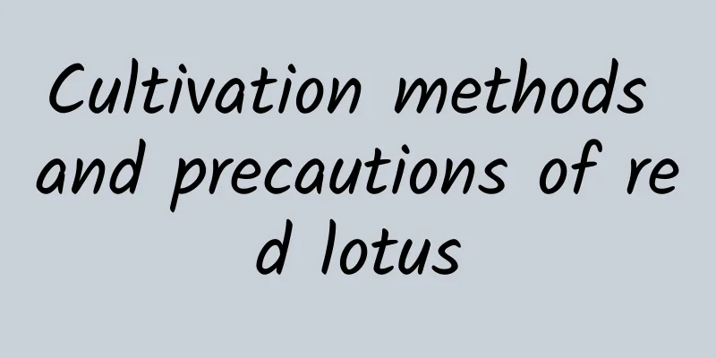 Cultivation methods and precautions of red lotus