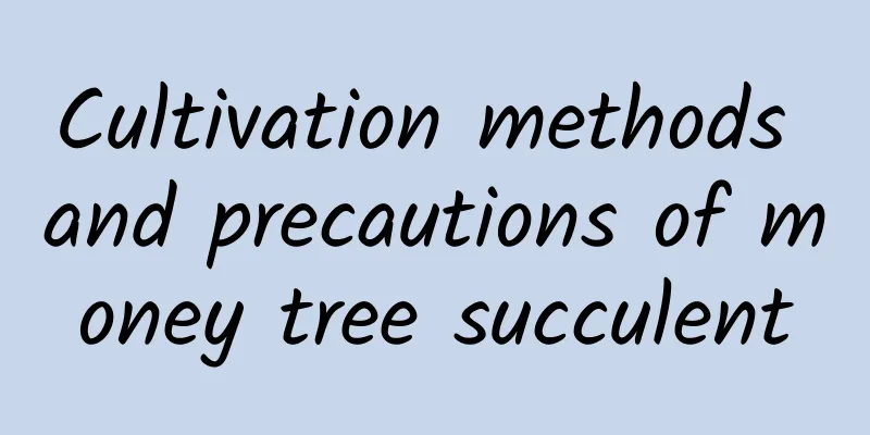 Cultivation methods and precautions of money tree succulent
