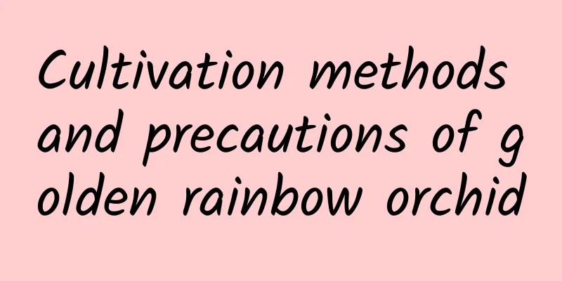 Cultivation methods and precautions of golden rainbow orchid