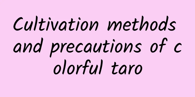 Cultivation methods and precautions of colorful taro