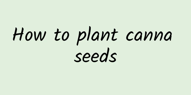 How to plant canna seeds