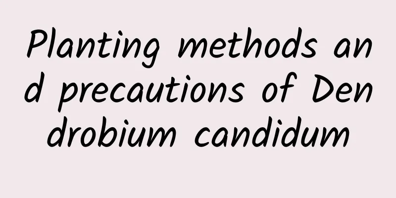 Planting methods and precautions of Dendrobium candidum