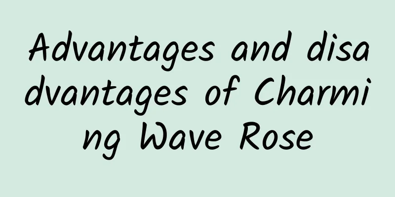 Advantages and disadvantages of Charming Wave Rose