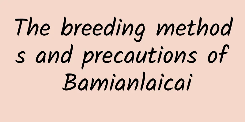 The breeding methods and precautions of Bamianlaicai