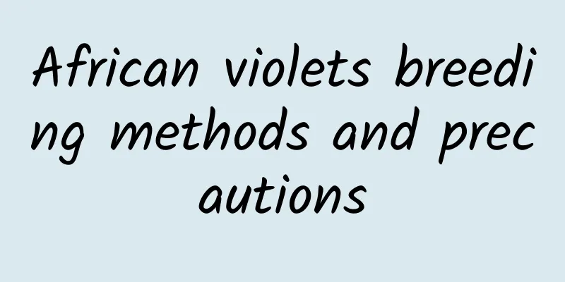 African violets breeding methods and precautions