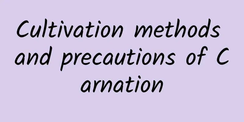 Cultivation methods and precautions of Carnation