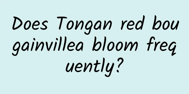 Does Tongan red bougainvillea bloom frequently?