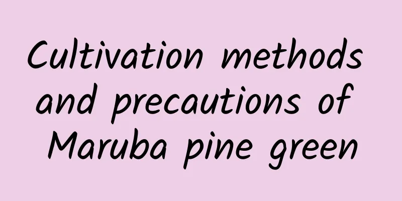 Cultivation methods and precautions of Maruba pine green