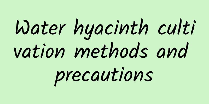 Water hyacinth cultivation methods and precautions