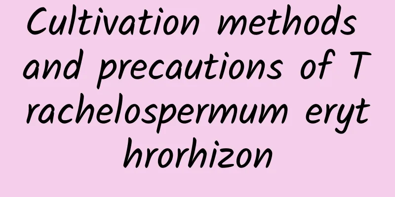 Cultivation methods and precautions of Trachelospermum erythrorhizon