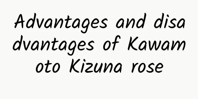 Advantages and disadvantages of Kawamoto Kizuna rose