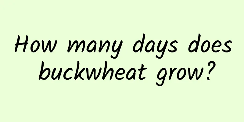 How many days does buckwheat grow?