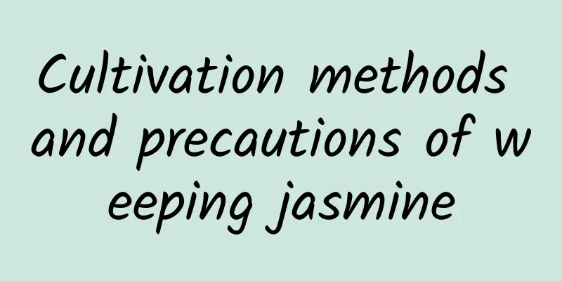 Cultivation methods and precautions of weeping jasmine