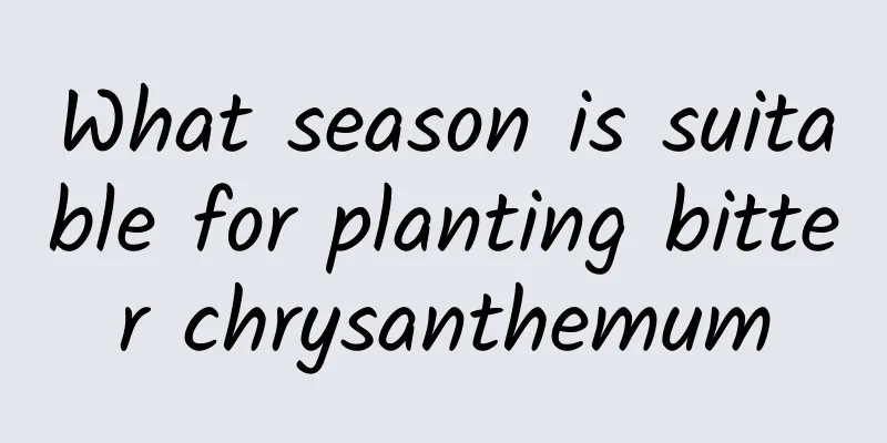 What season is suitable for planting bitter chrysanthemum