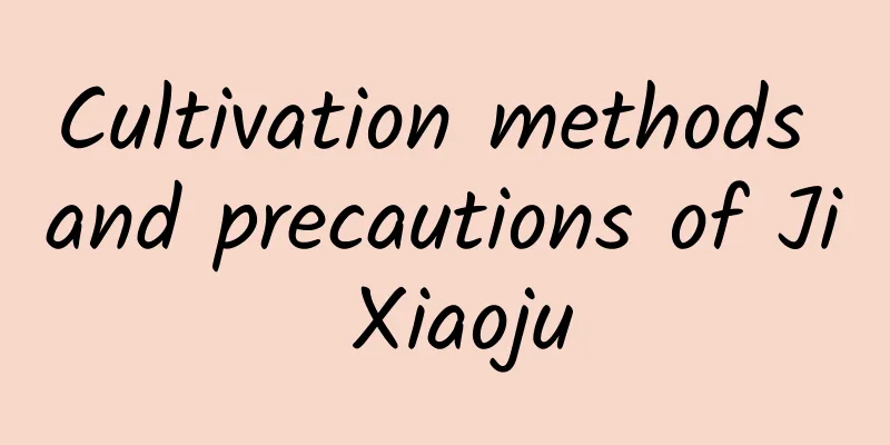 Cultivation methods and precautions of Ji Xiaoju