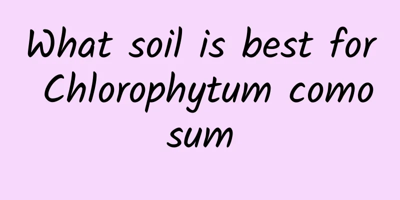 What soil is best for Chlorophytum comosum