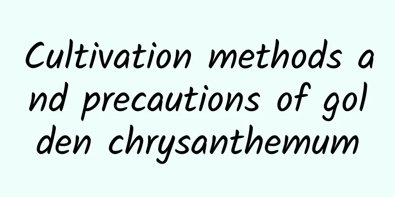 Cultivation methods and precautions of golden chrysanthemum