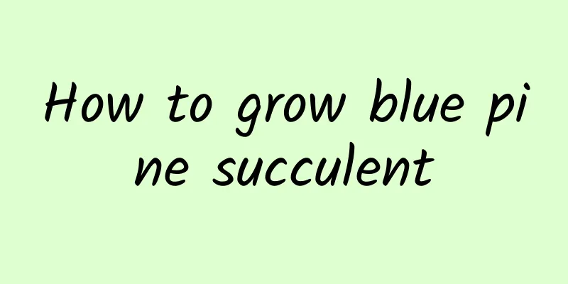 How to grow blue pine succulent