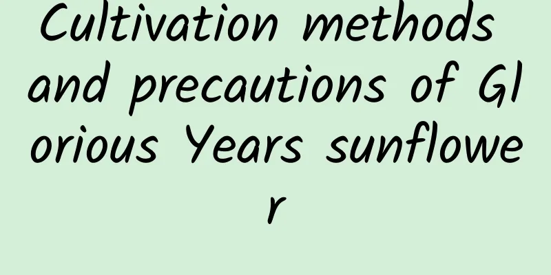 Cultivation methods and precautions of Glorious Years sunflower