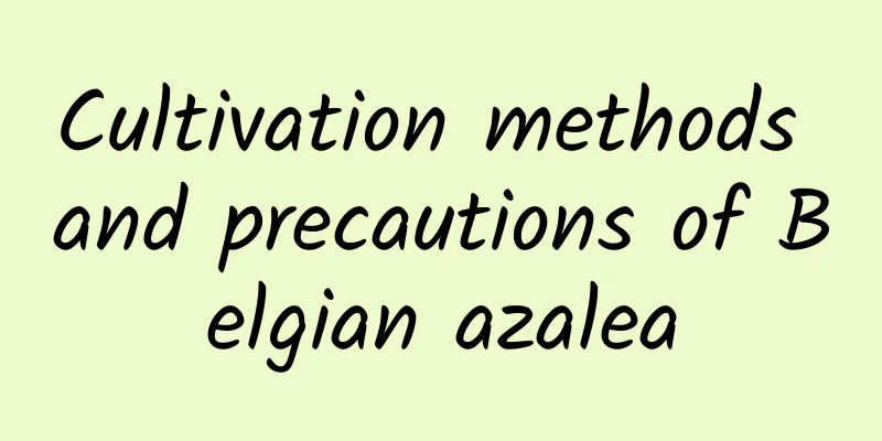 Cultivation methods and precautions of Belgian azalea