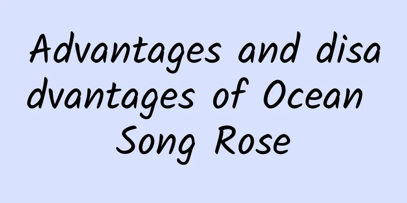 Advantages and disadvantages of Ocean Song Rose